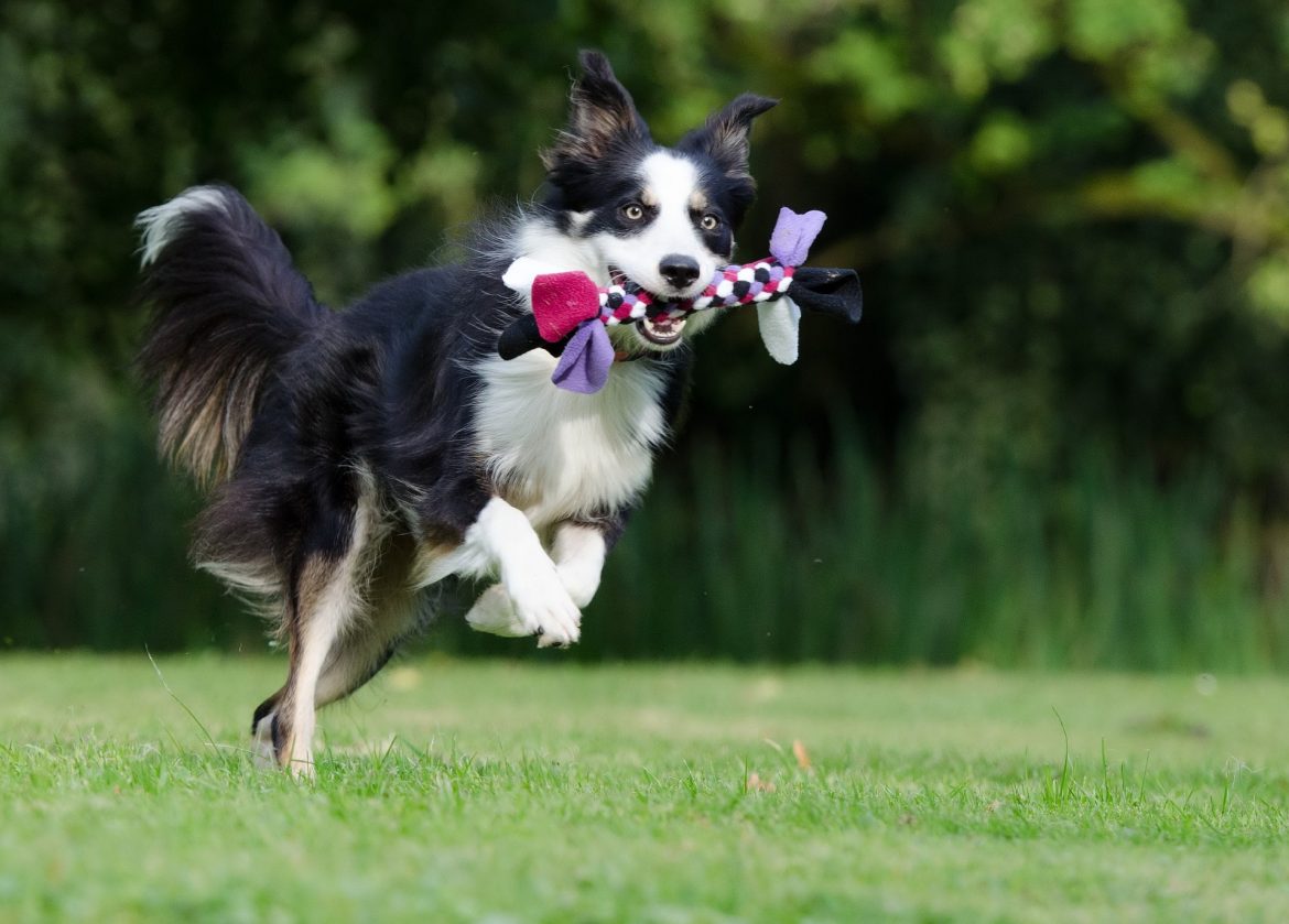 éduquer Son Chien Quoi Faire Pour éduquer Son Chien